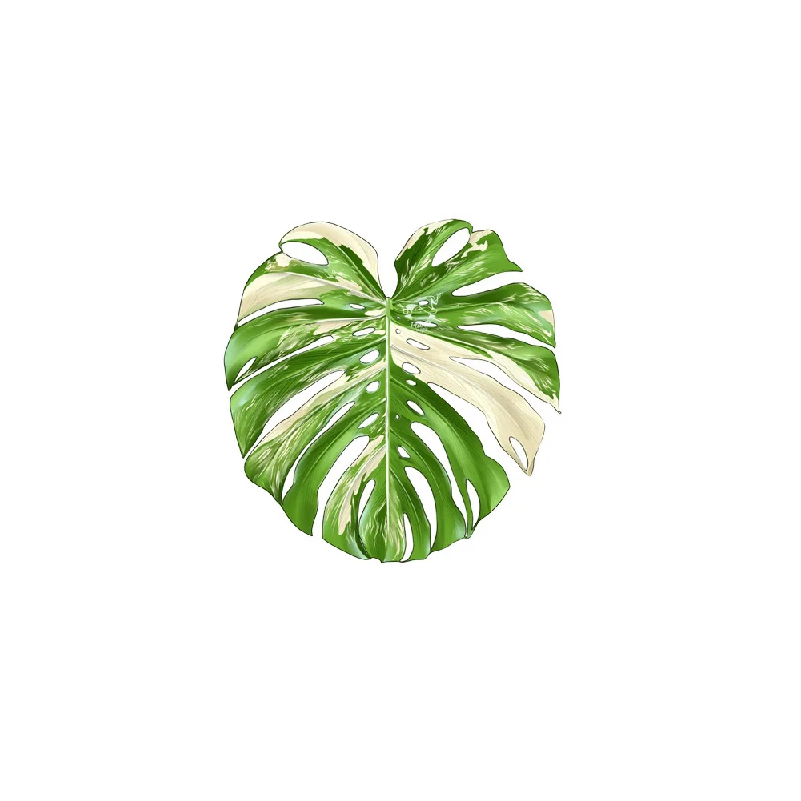 Coffee Tea For Plants - แผ่นรองแก้วกันลื่นกันความร้อน ตกแต่งบ้านและห้องครัว แผ่นรองแก้วอะคริลิกลายใบไม้ ลายต้นไม้เขตร้อน สำหรับแก้วชาและกาแฟ